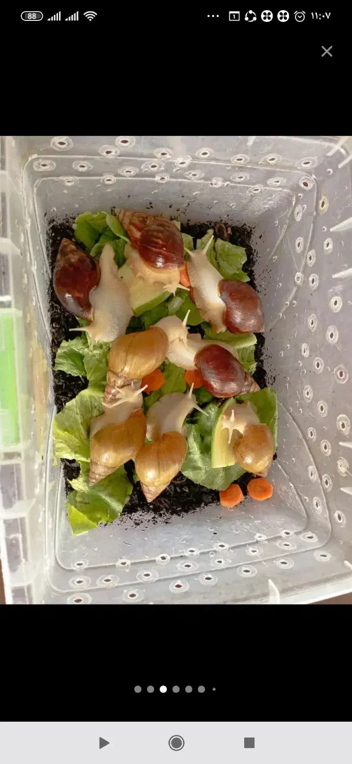 حلزون|خزنده|اراک, |دیوار