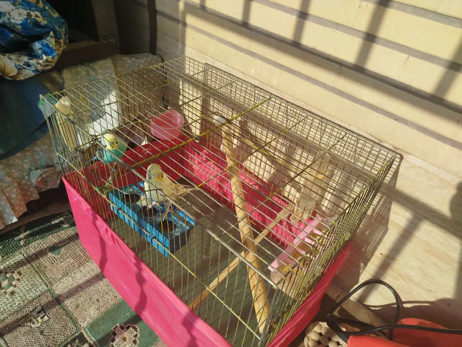 مرغ عشق|پرنده|کرج, حصارک بالا|دیوار