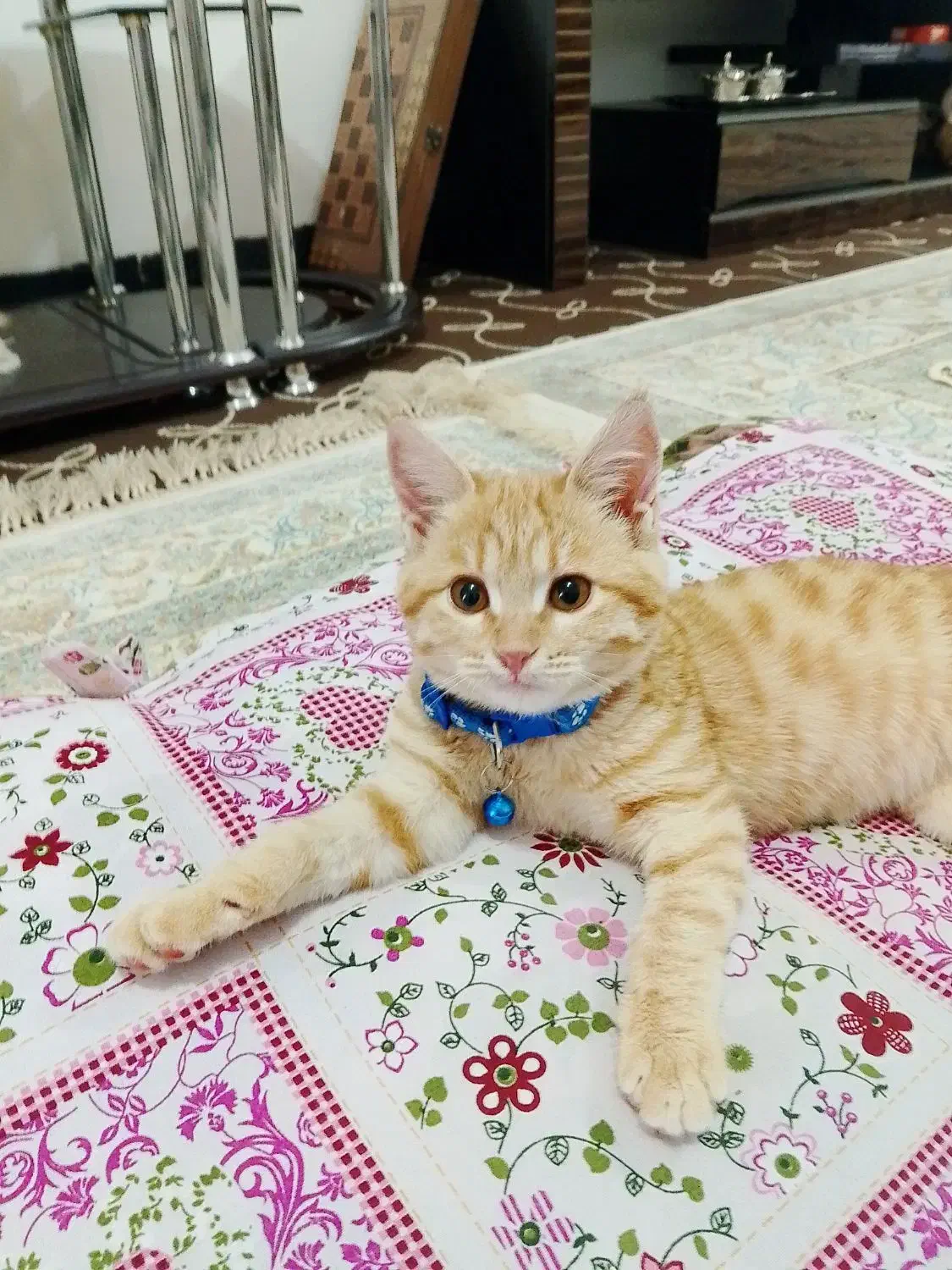 واگذاری گربه مهربون و بازیگوش|گربه|بم, |دیوار