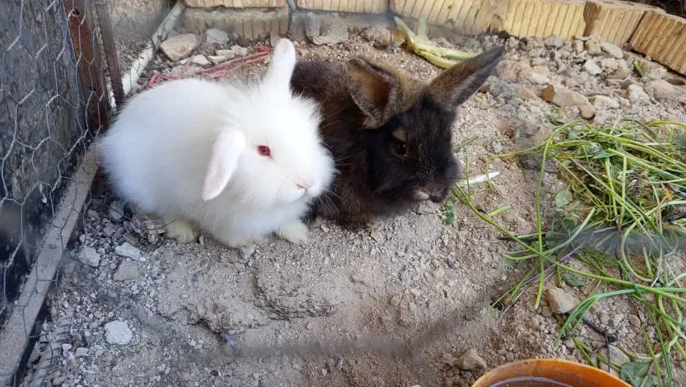 خرگوش|موش و خرگوش|شیراز, داریون|دیوار