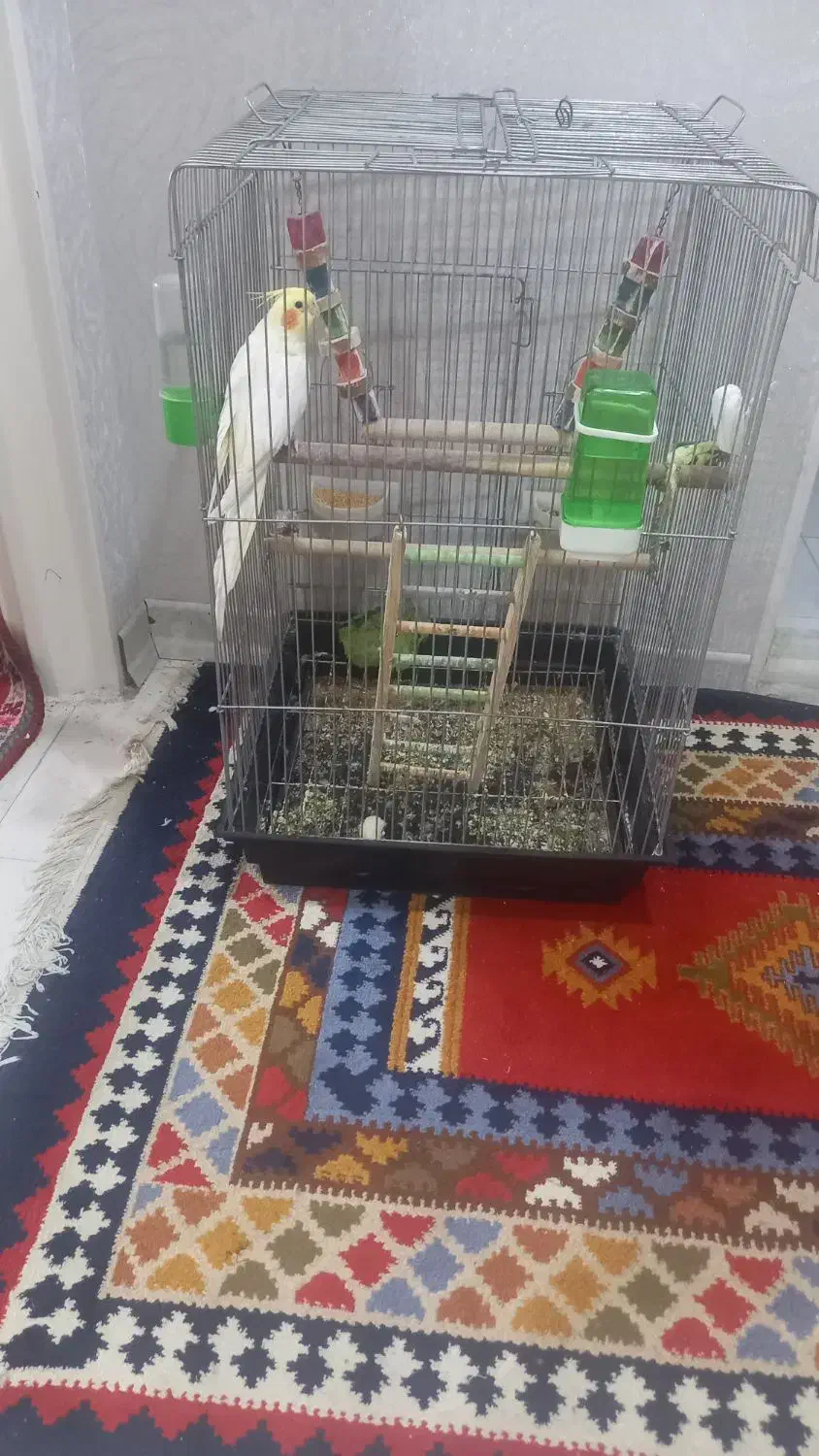 فروش عروس هلندی|پرنده|صدرا-فارس, فاز ۲|دیوار