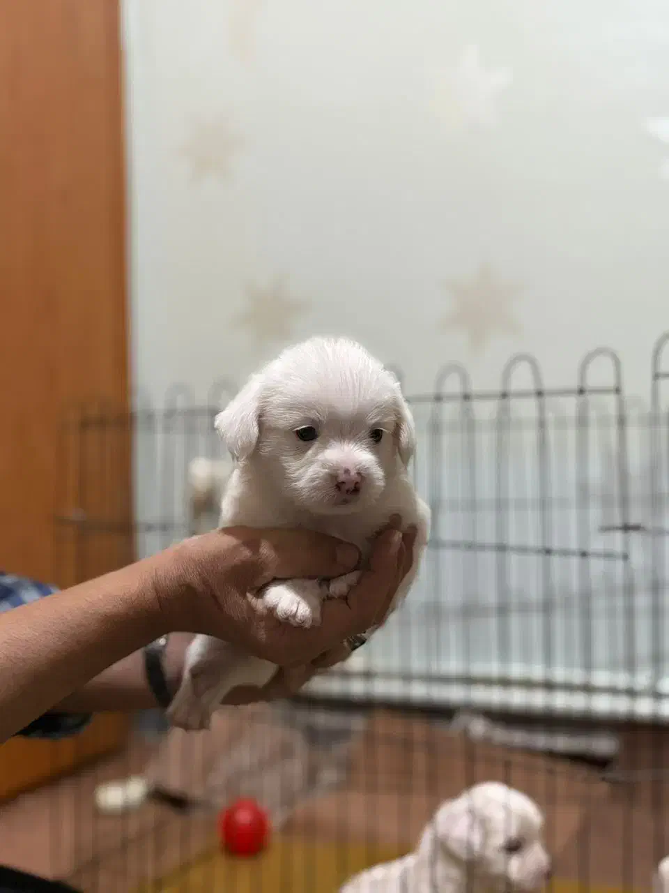 واگذاری سگ خانگی|سگ|تبریز, |دیوار