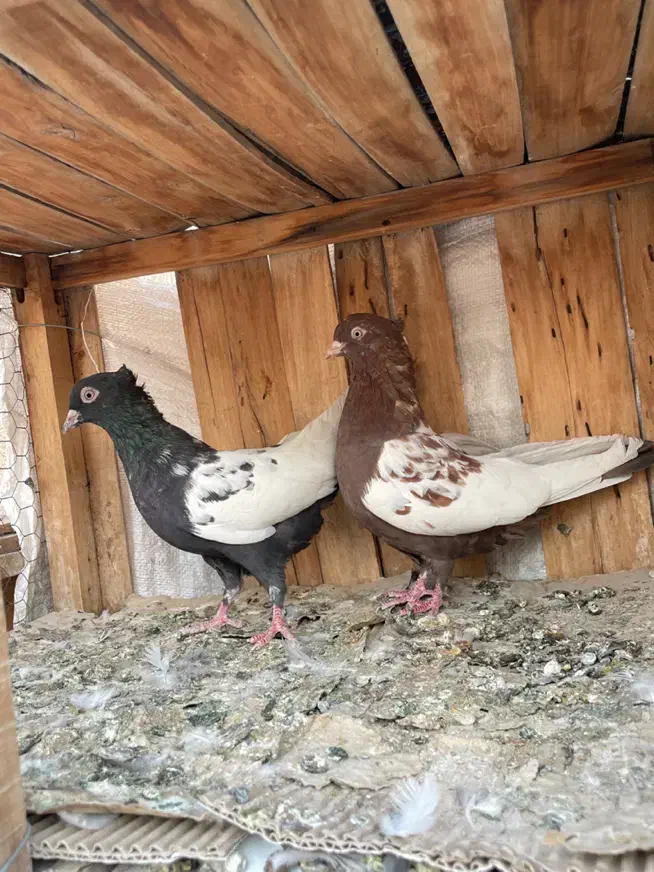سینه ای|پرنده|قم, انسجام|دیوار
