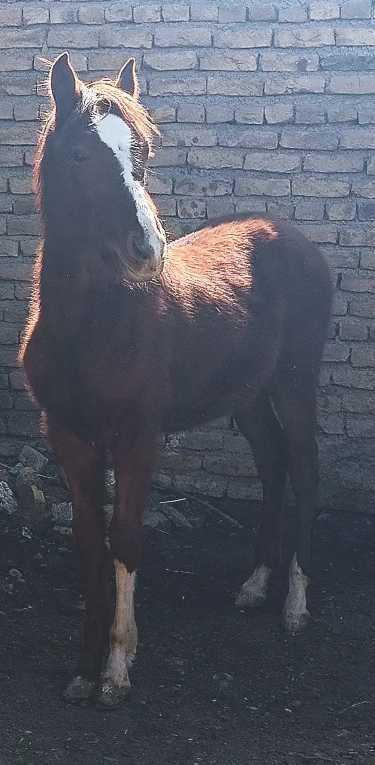 ۱۰ ماهه|اسب و تجهیزات اسبسواری|زنجان, |دیوار