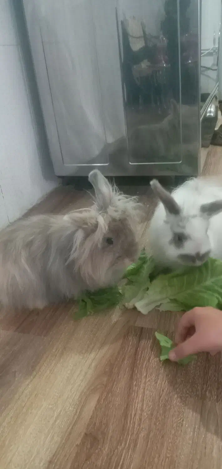 خرگوش|موش و خرگوش|اردبیل, |دیوار