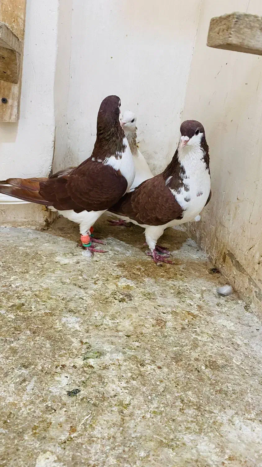 کفتر یا کبوتر طاووسی پلاکی عتیغه ساده سرخ|پرنده|مشهد, نیزه|دیوار