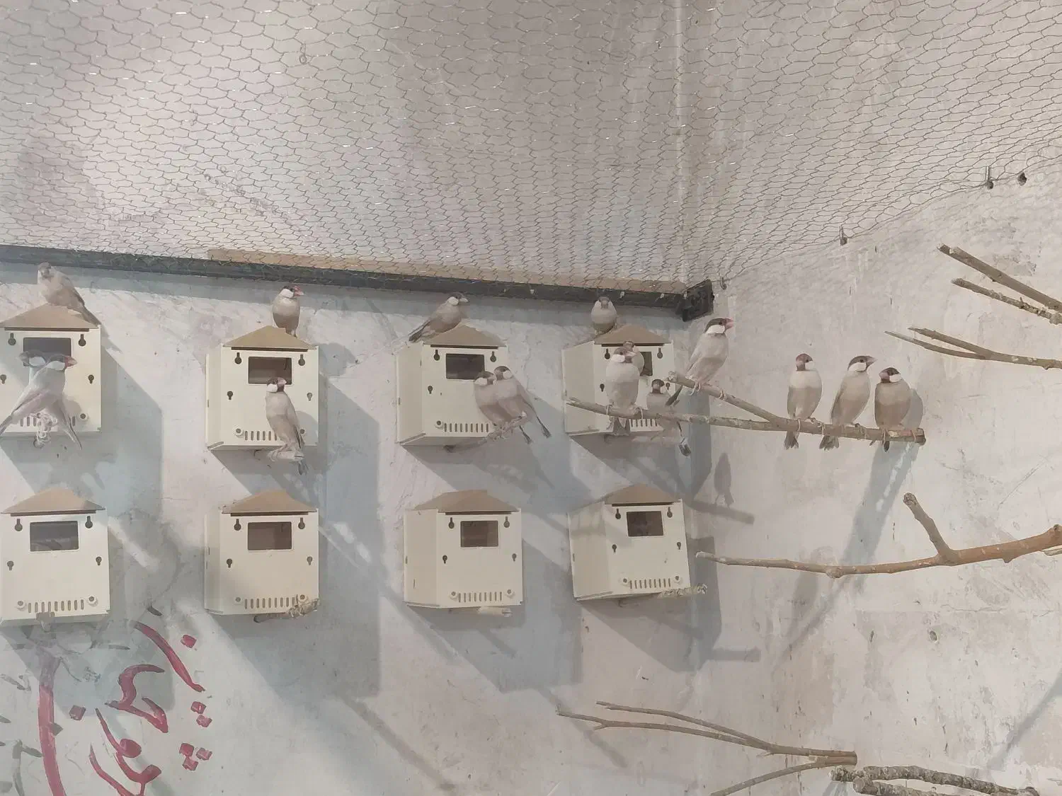 نرگسی شکلاتی|پرنده|یزد, |دیوار