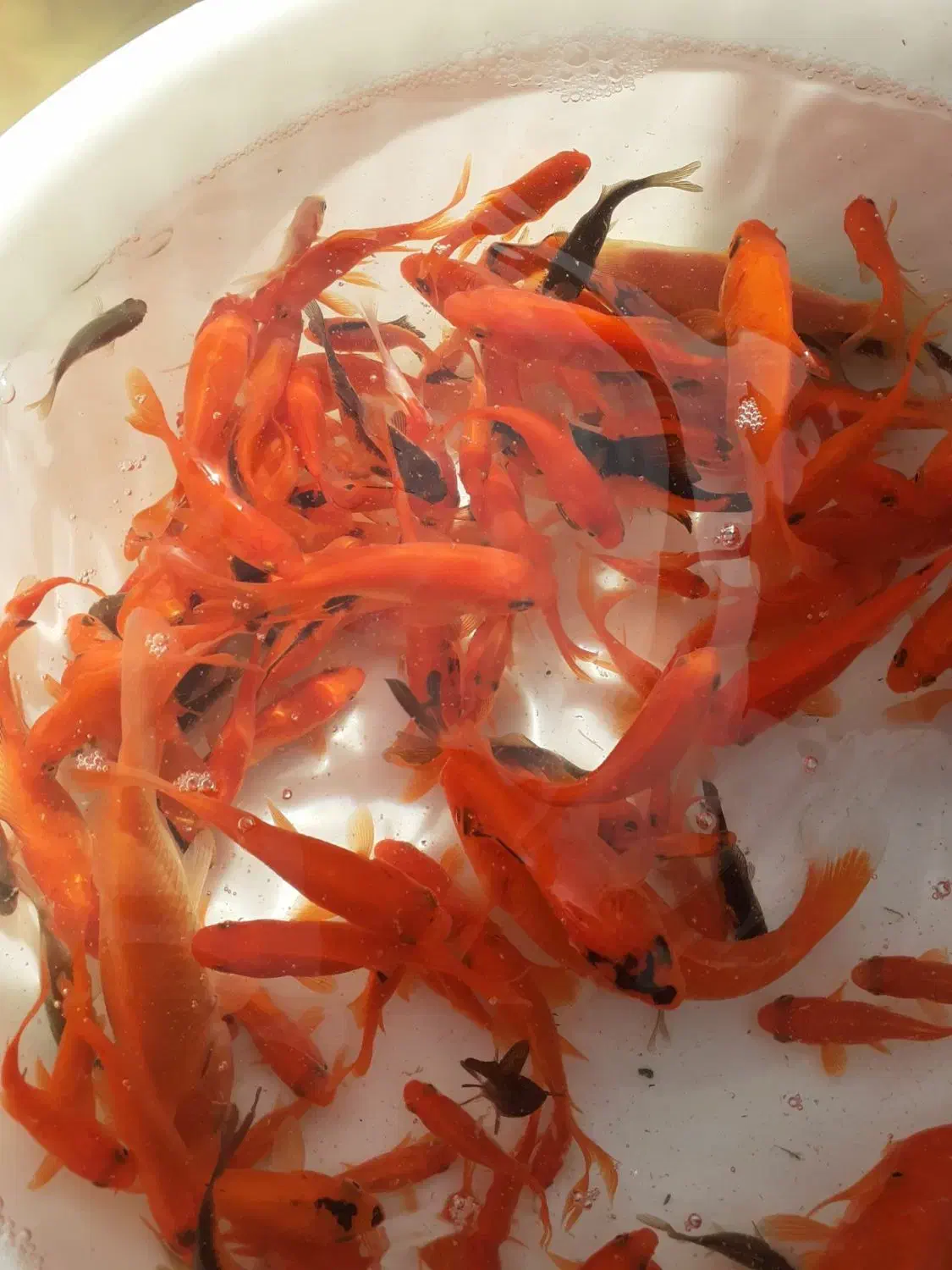 ماهی قرمز|ماهی|اردبیل, |دیوار