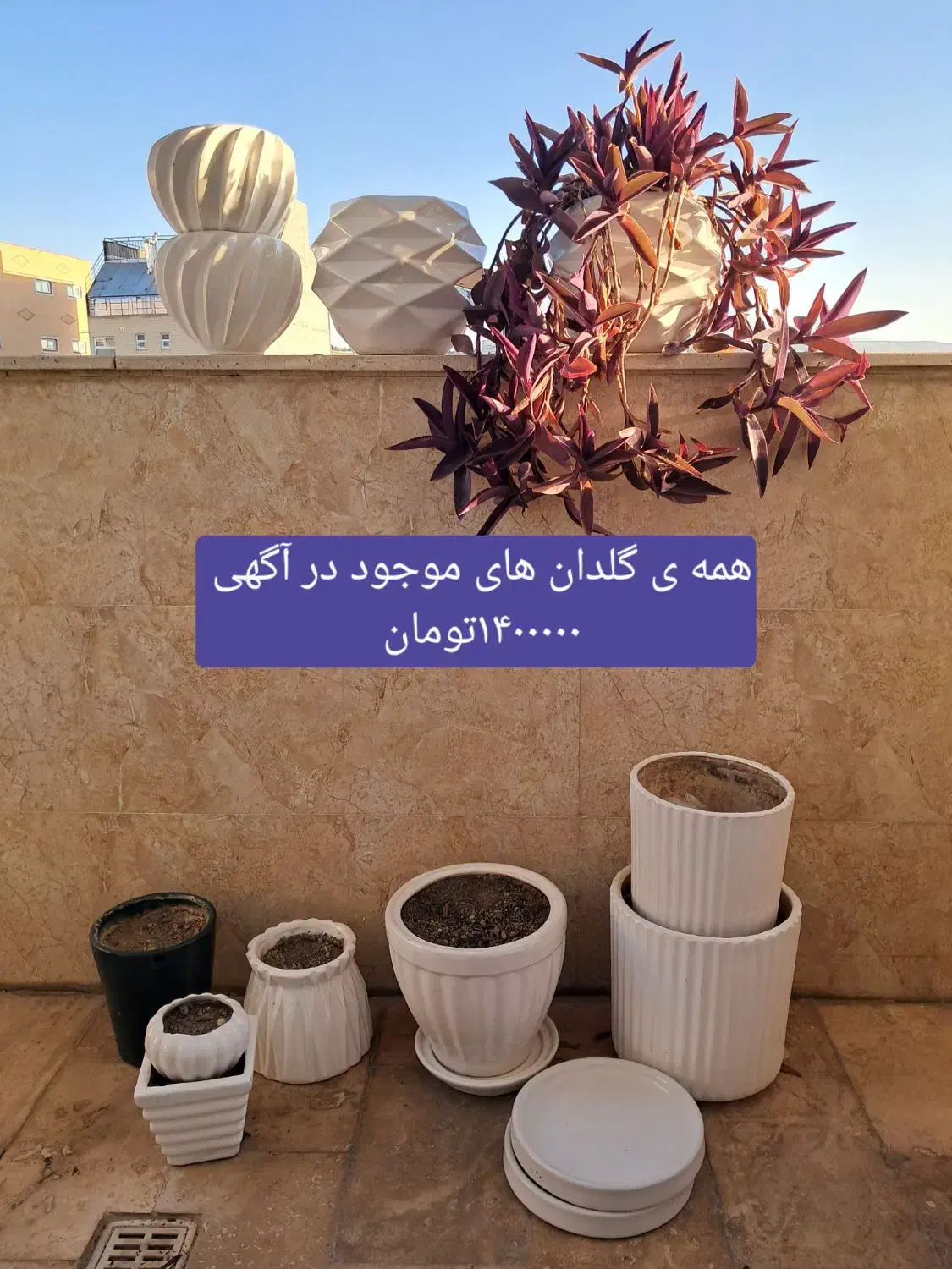 گل طیبعی و گلدان|گل و گیاه طبیعی|تبریز, |دیوار