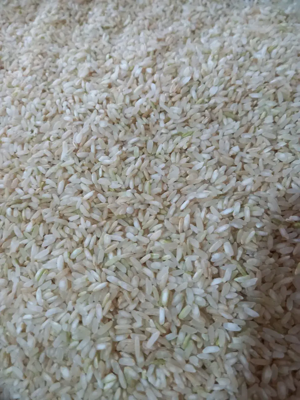 برنج چمپا خوش عطرو پخت|خوردنی و آشامیدنی|یاسوج, |دیوار