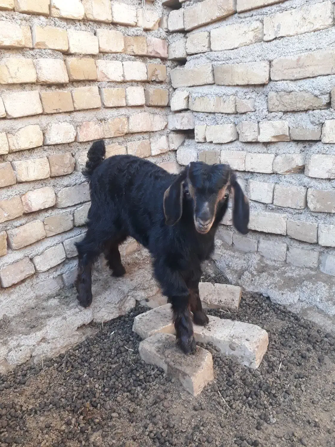 بزبابزگاله|حیوانات مزرعه|خرمدره, |دیوار