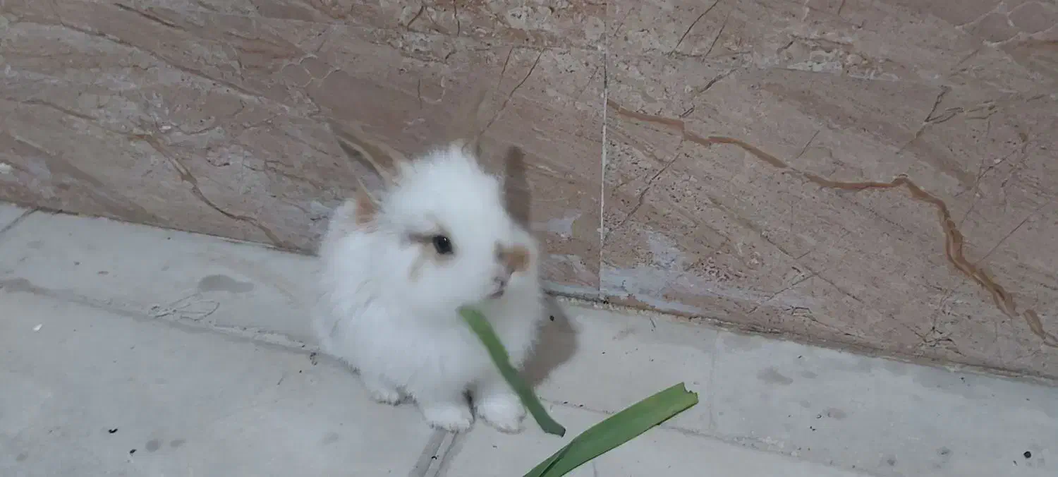 فروش خرگوش|موش و خرگوش|پیرانشهر, |دیوار