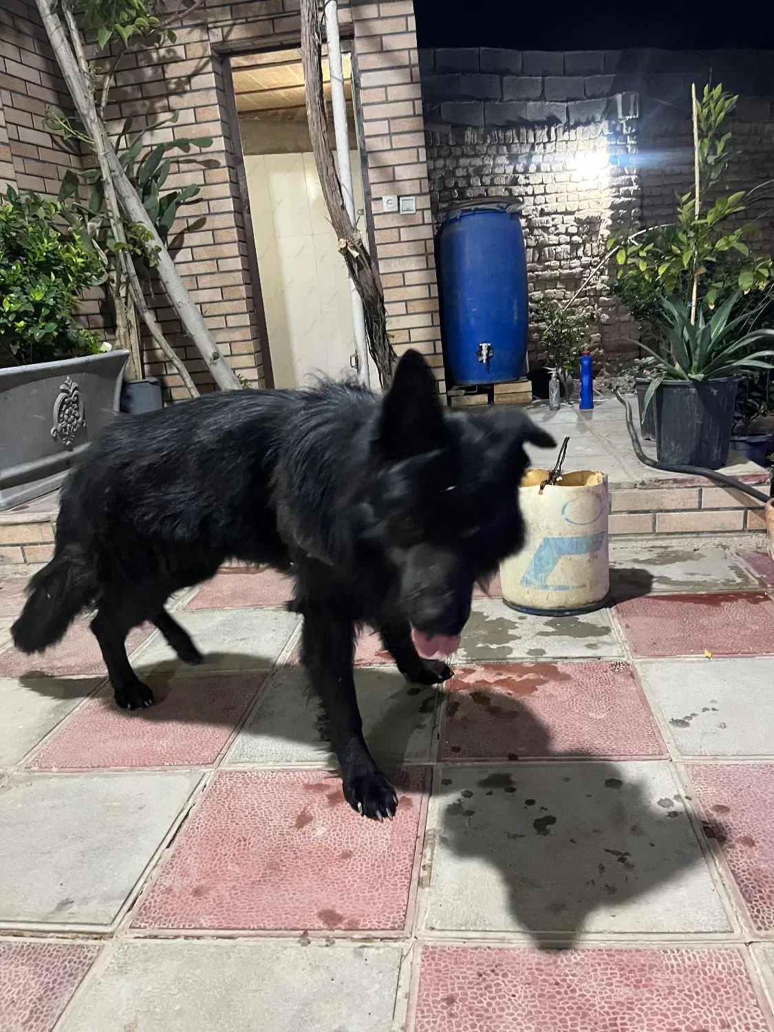 ژرمن شولاین مو بلند|سگ|تهران, بهار|دیوار