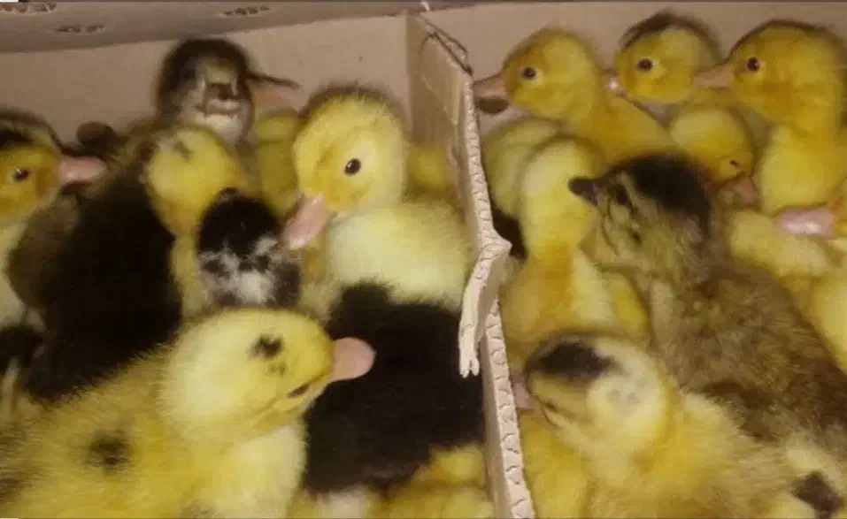 فروش جوجه اردک ۱۵ روزه|حیوانات مزرعه|هندیجان, |دیوار