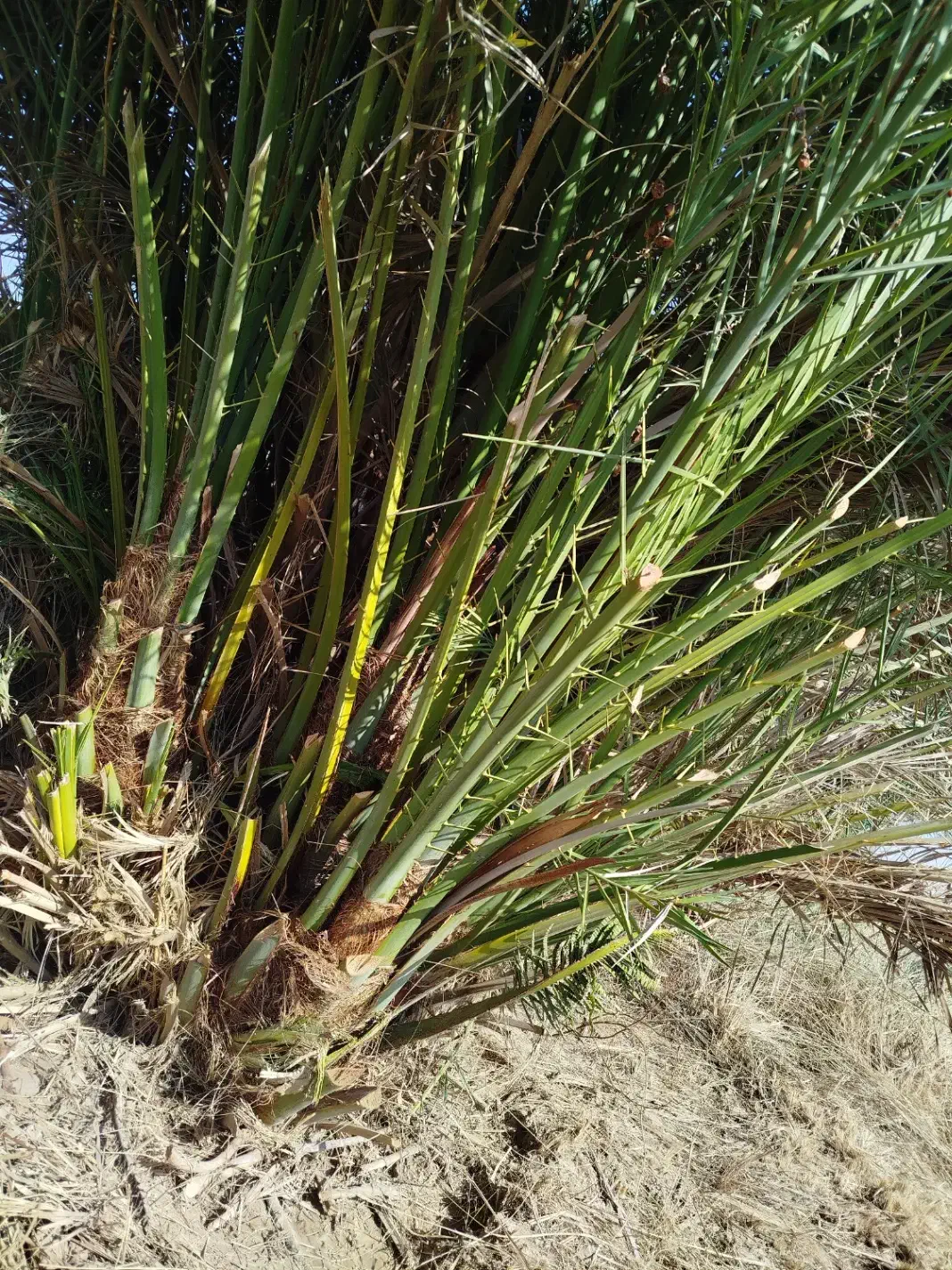 رامشیر روستای ازاده پاجوش برحی ستعمران خلاص نخل نر|خدمات باغبانی و درختکاری|رامشیر, |دیوار