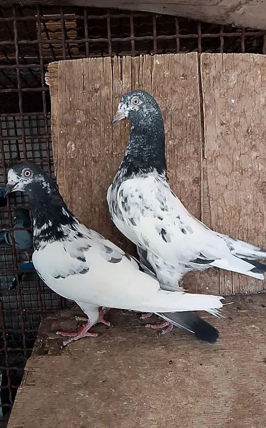 کبوتر تیدی|پرنده|نرماشیر, |دیوار