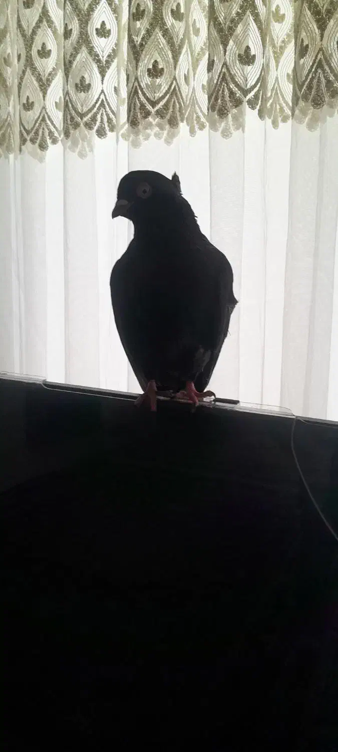 کبوتر گمشده|حیوانات|بیجار, |دیوار