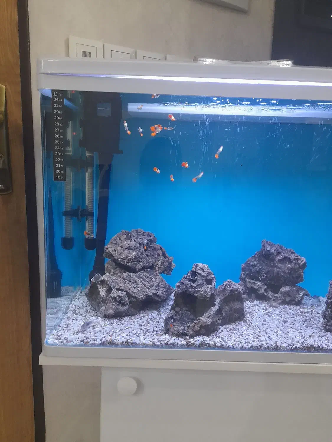 اکواریوم شیشه خم|ماهی|قرچک, باقرآباد|دیوار