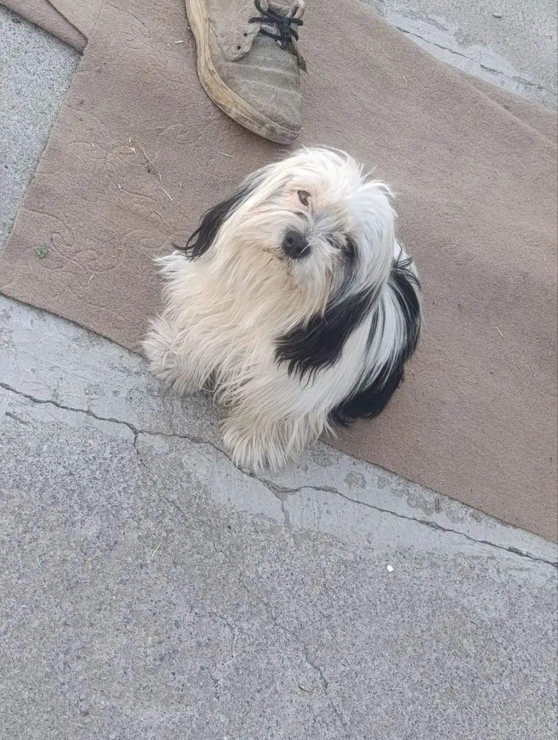 سگ شیتزو|سگ|بیستون, |دیوار