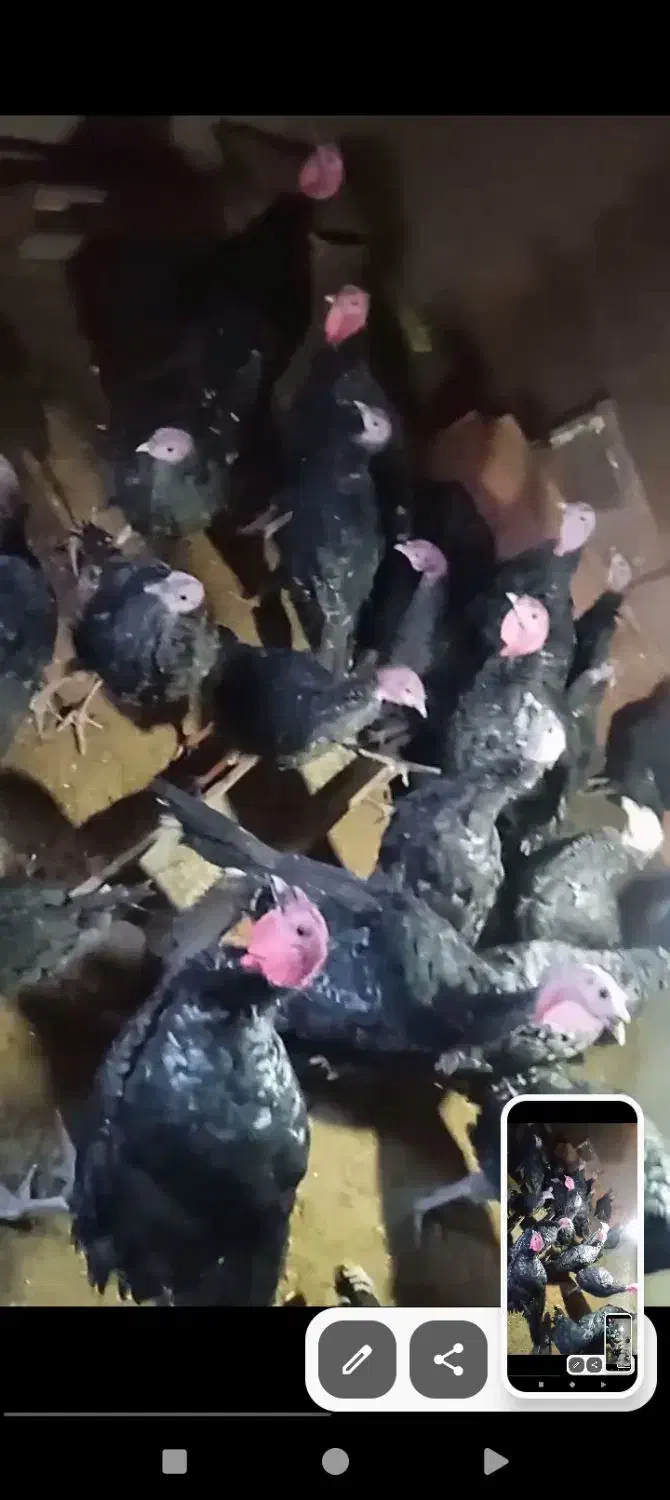 بوقلمون|حیوانات مزرعه|تربت‌حیدریه, شهید بهشتی|دیوار