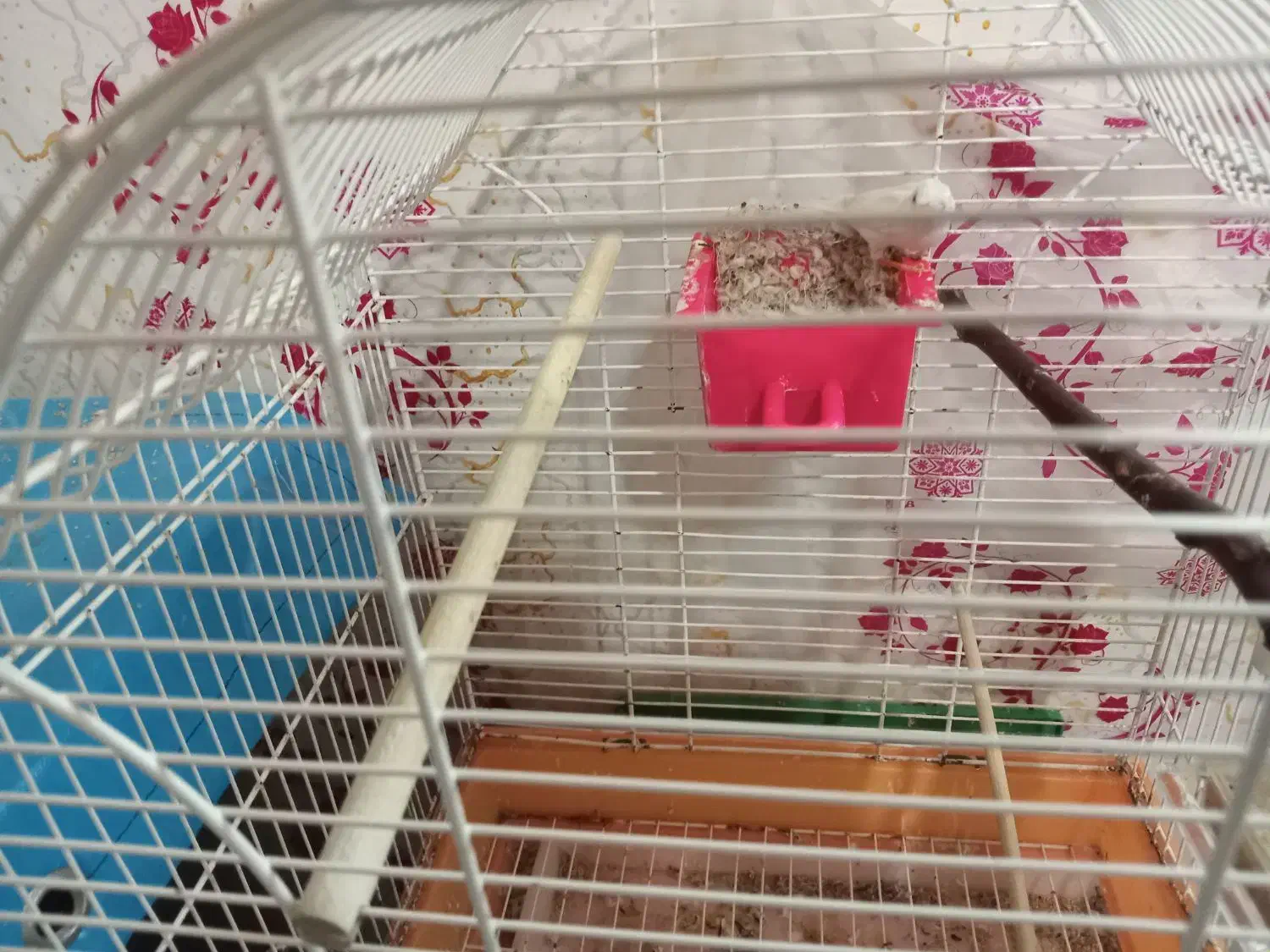 فنج جفت،فنج.اورنج،گلدین|پرنده|آستانه اشرفیه, |دیوار