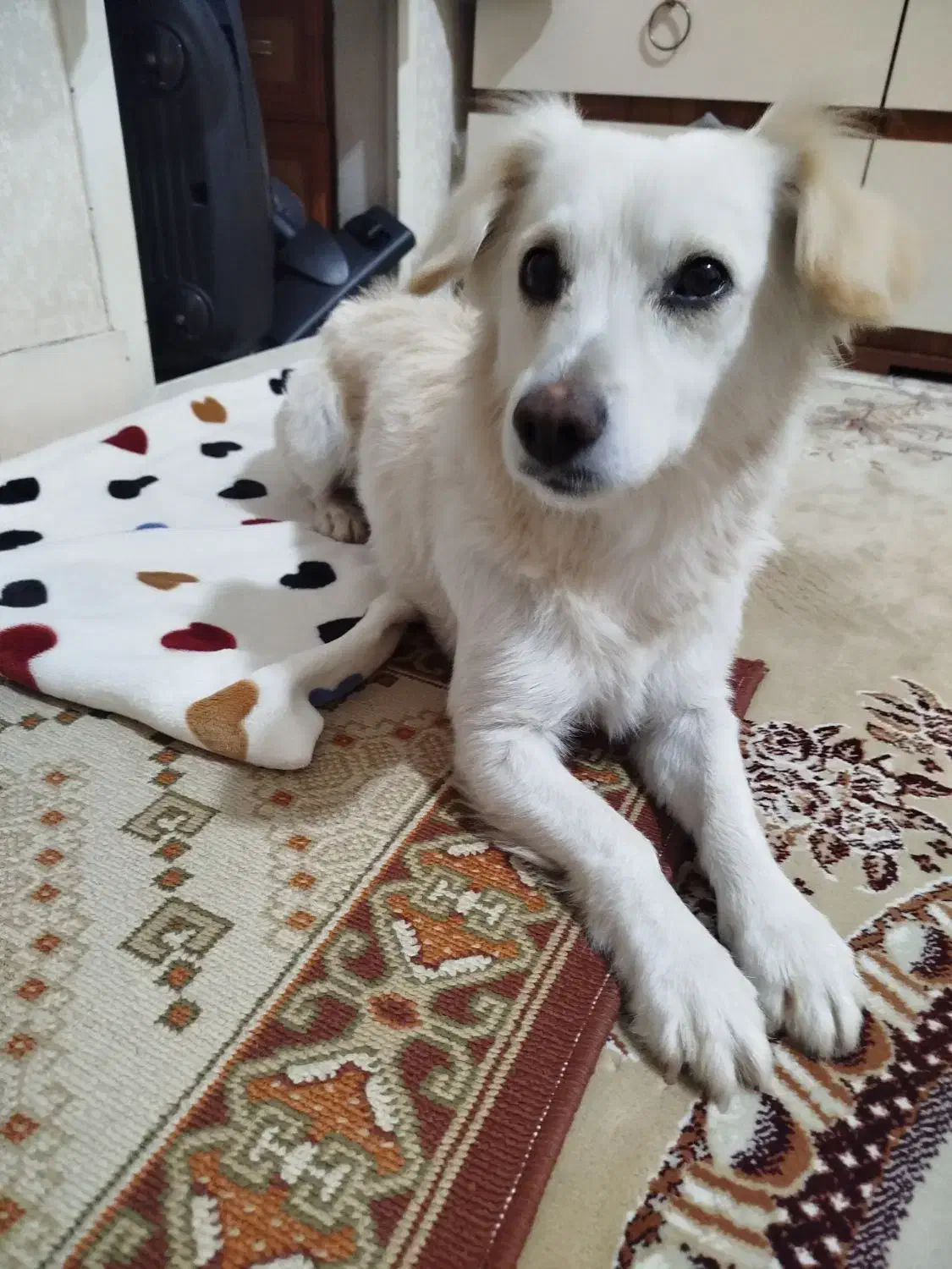 سگ پیدا شده|سگ|قدس, شهرقدس|دیوار