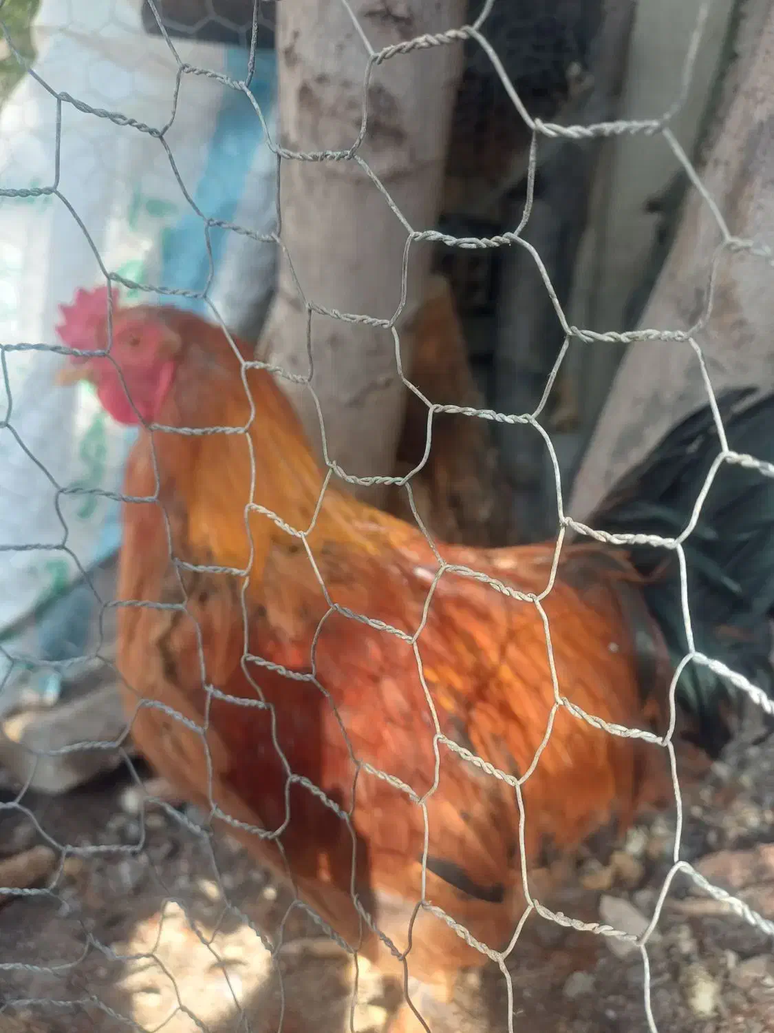 یک جفت مرغ وخروس امپراطور مرغ کرچ شو|حیوانات مزرعه|کوهسار (البرز), |دیوار