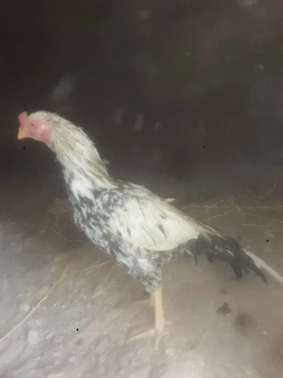 خروس فروشی میانوالی|حیوانات مزرعه|سراوان, |دیوار