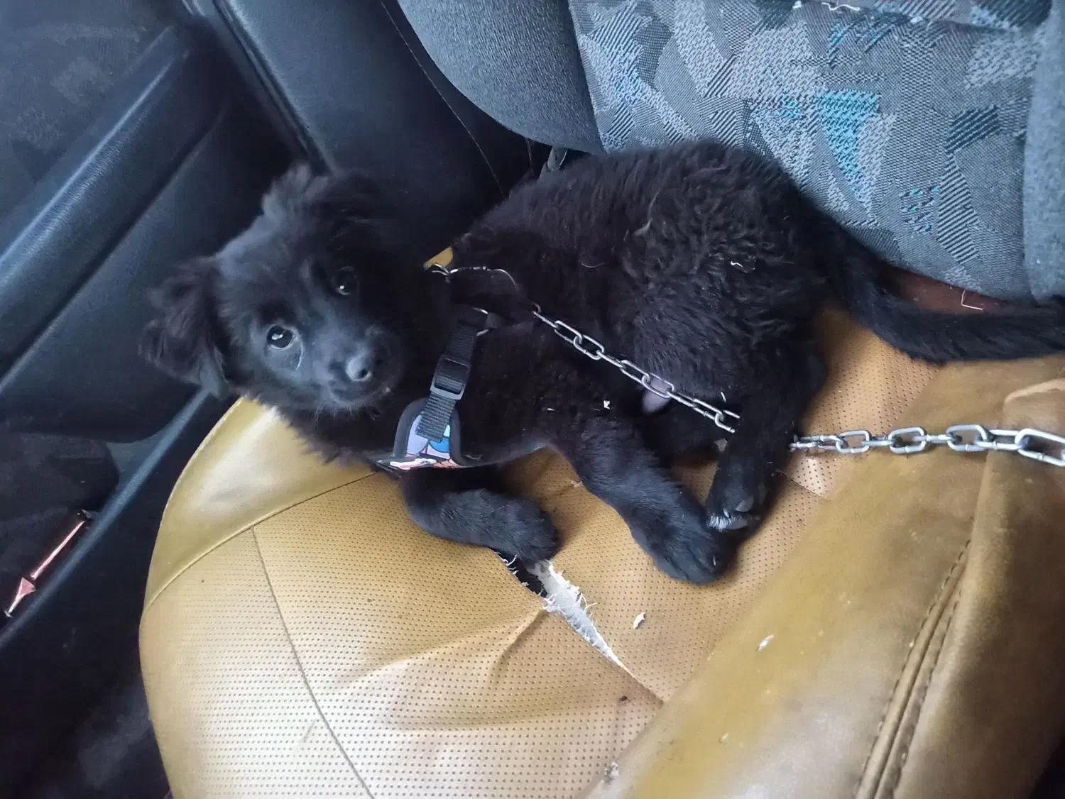 سگ پامریین|سگ|زنجان, |دیوار