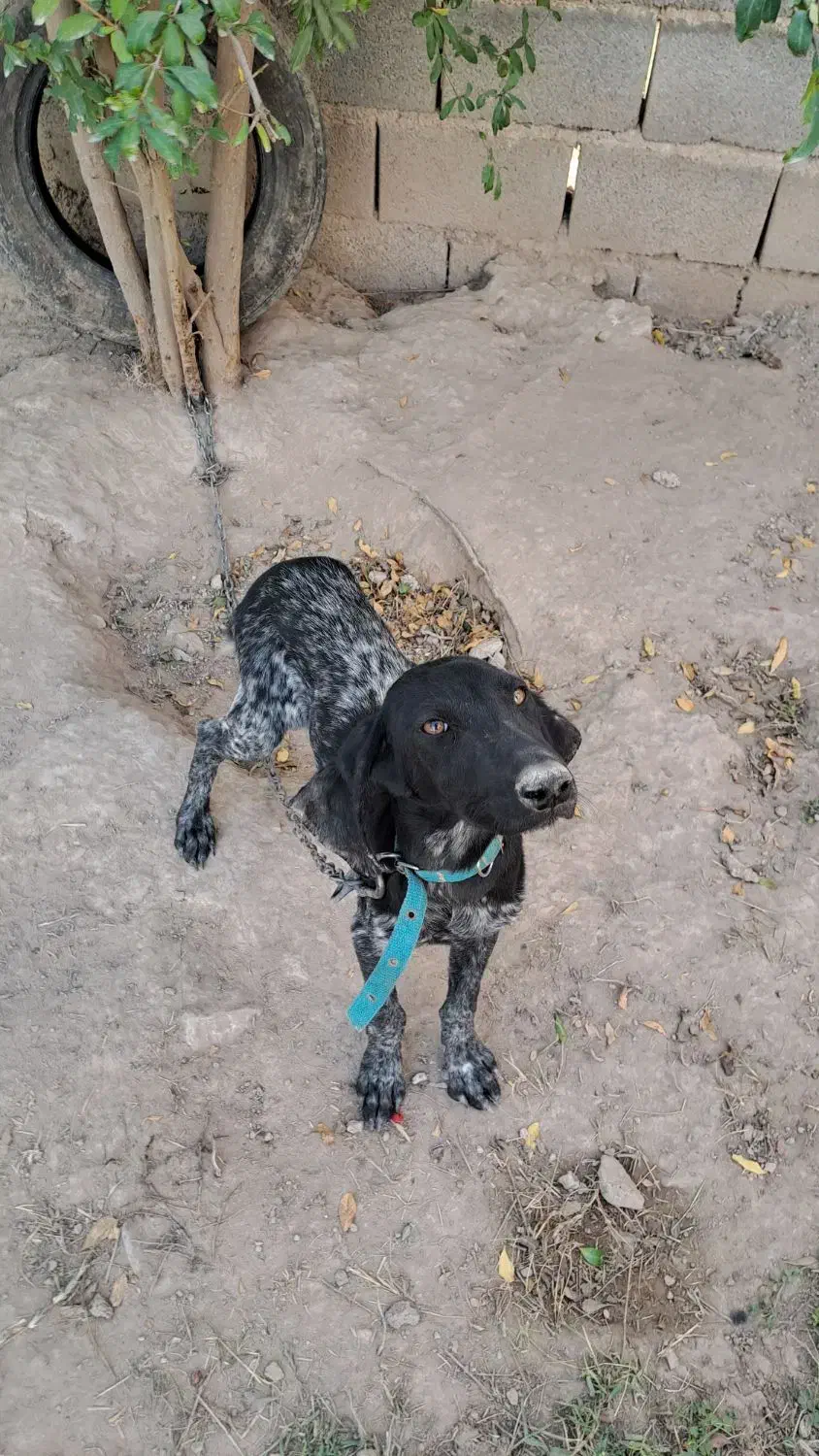 آلمانی اصل|سگ|فراغی, |دیوار