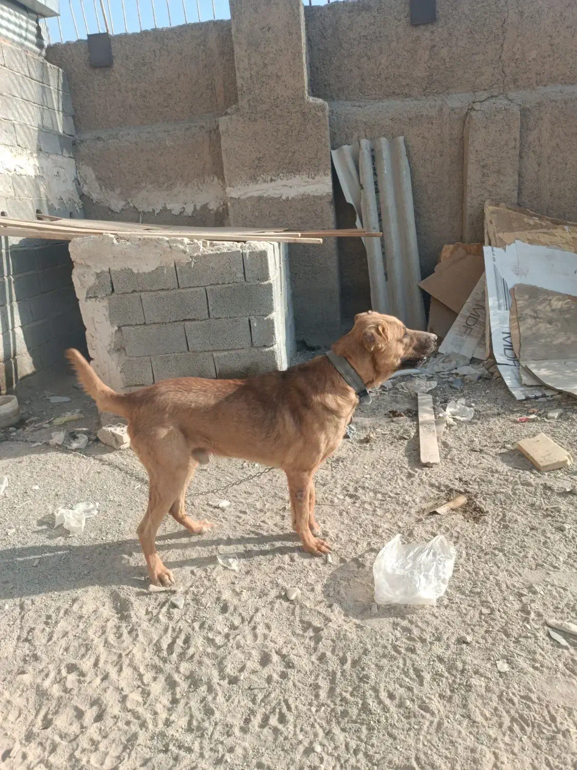 سگ پژدر|سگ|رباطکریم, شهرک صنعتی زوارهای|دیوار