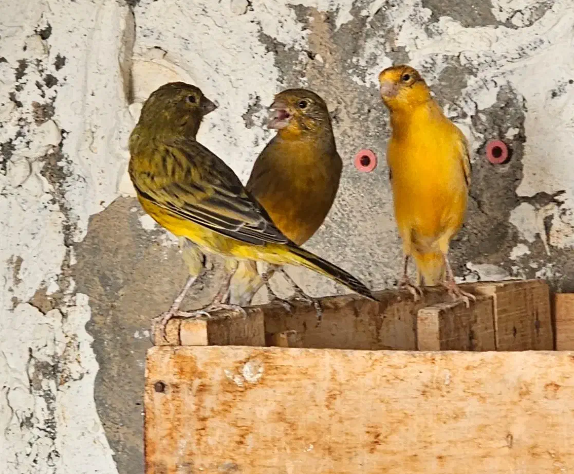 قناری نر|پرنده|بستک, |دیوار