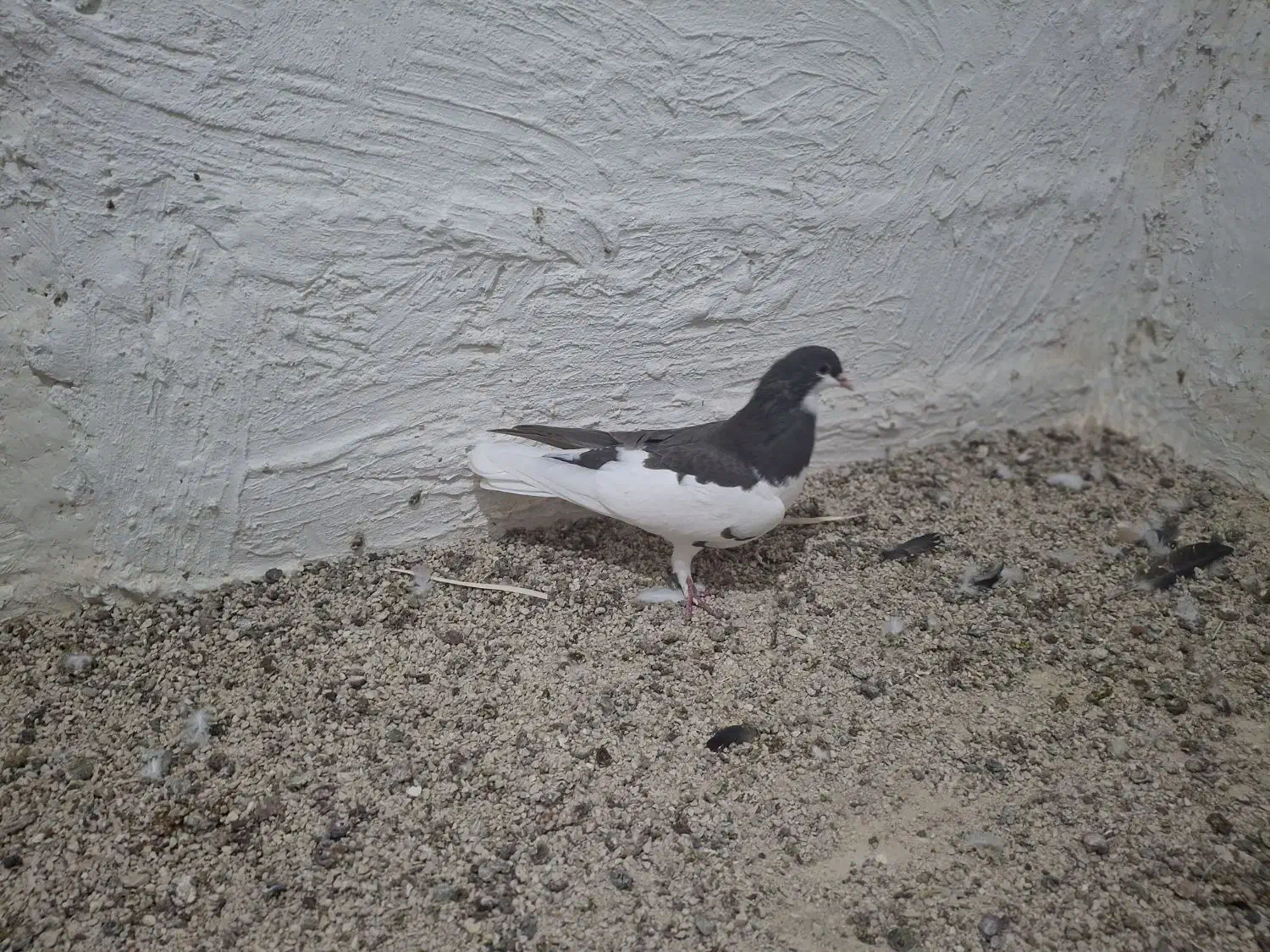 کبوتر|پرنده|شبانکاره, |دیوار