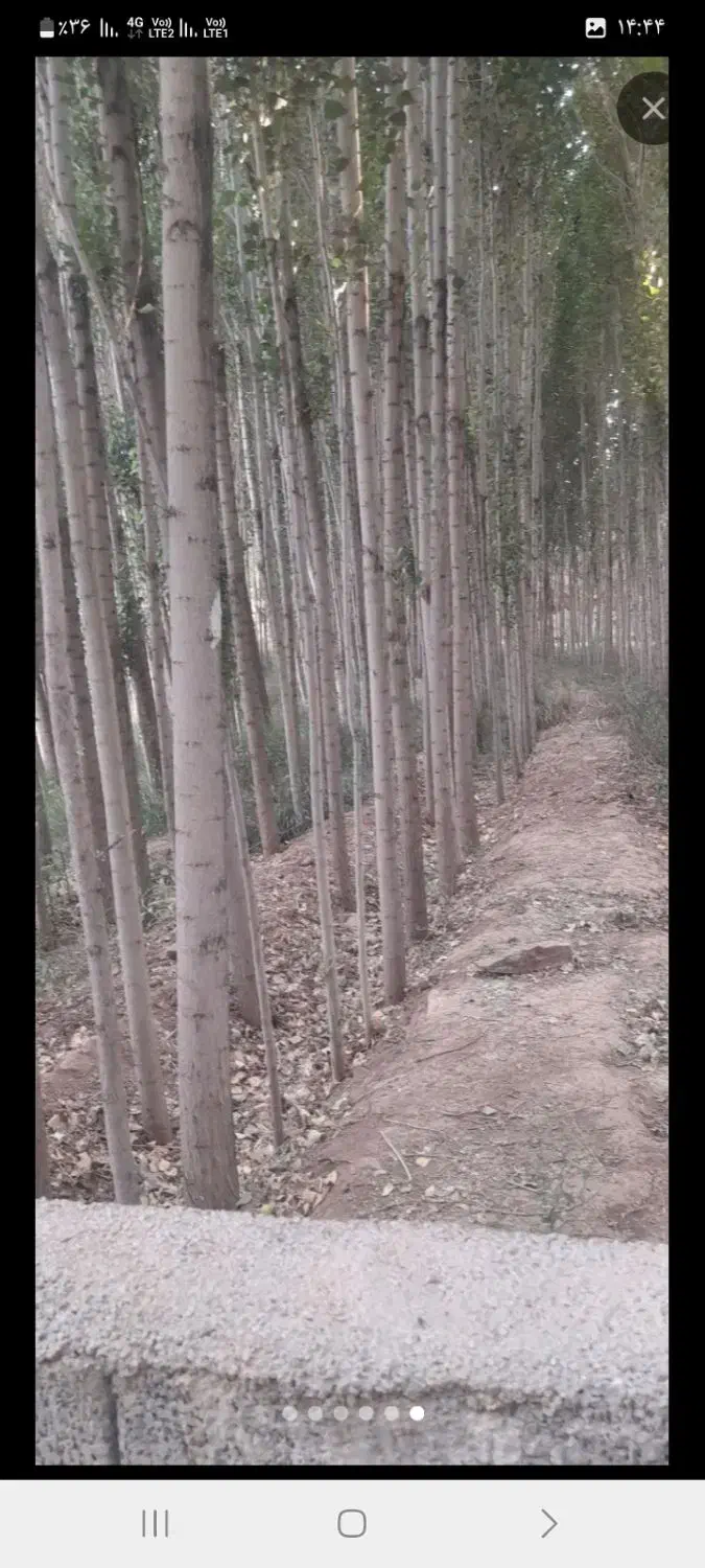 خرید وبرش چوب.تیلر زدن|خدمات باغبانی و درختکاری|دورود, |دیوار