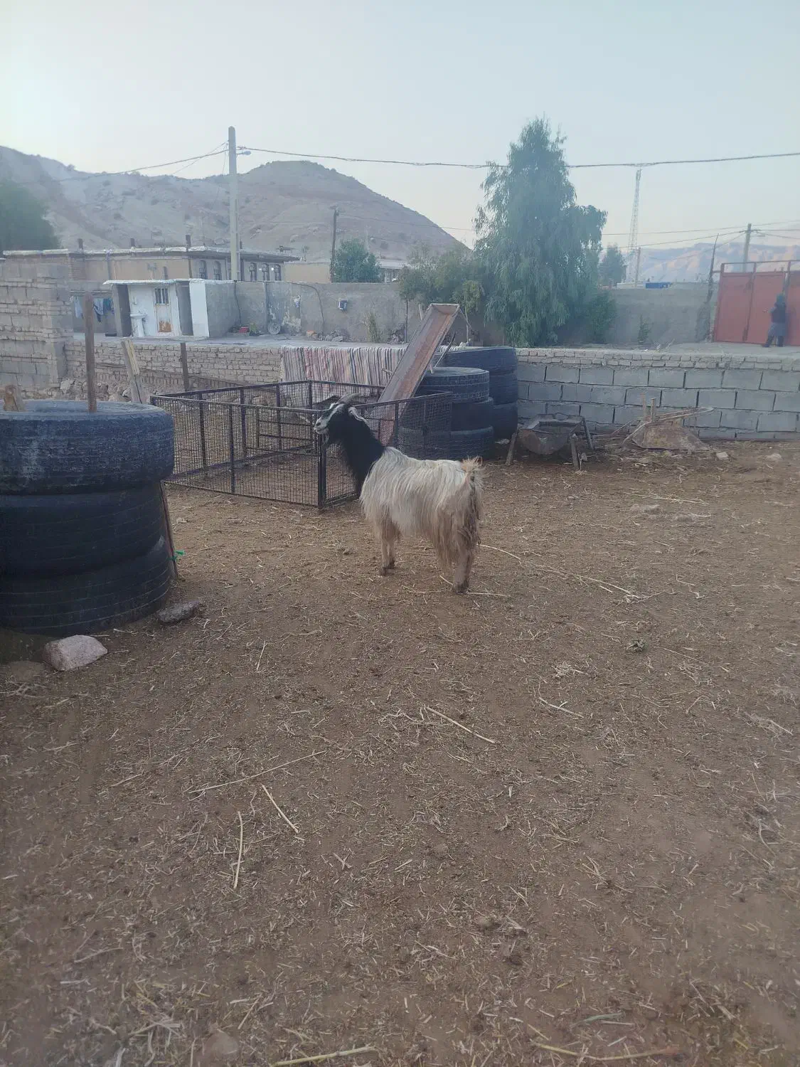 بز چپر|حیوانات مزرعه|دره شهر, |دیوار