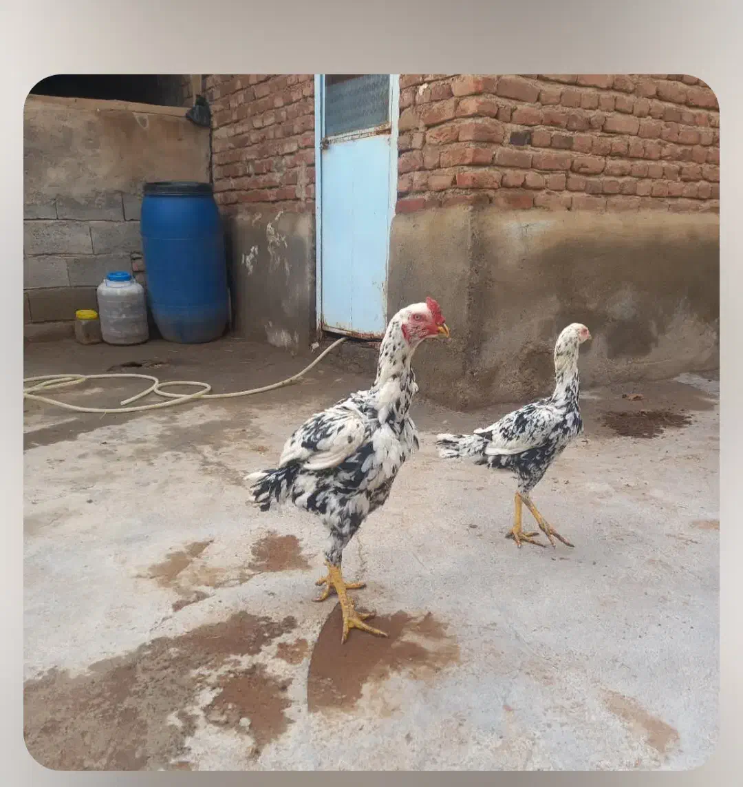 یک خروس لاری اصل با مرغ|حیوانات مزرعه|بناب, |دیوار