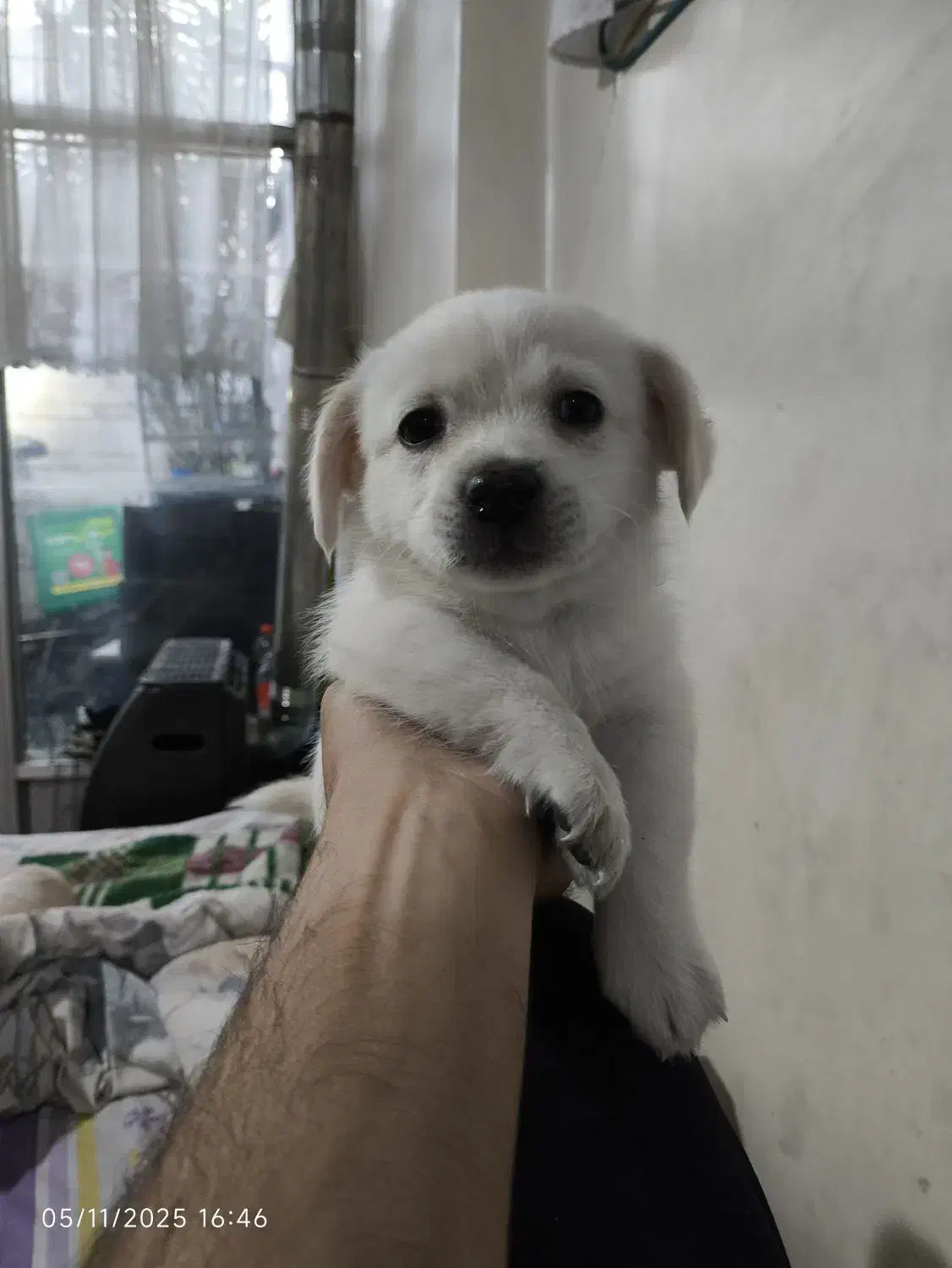 توله پامر شیتزو|سگ|اصفهان, مهدیه|دیوار