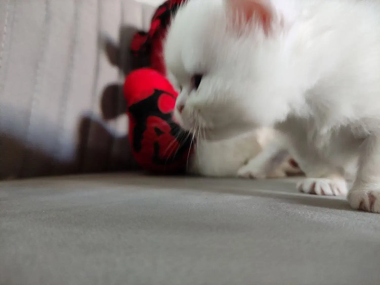 گربه پرشین بریتیش اصل|گربه|ساری, |دیوار