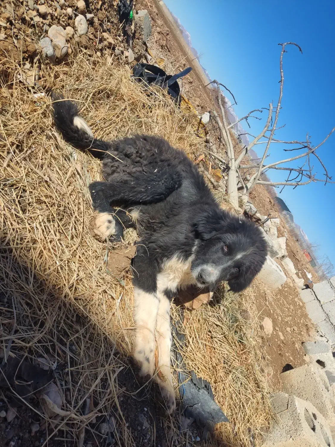 واگذاری توله قهدریجانی|سگ|عسگران, |دیوار