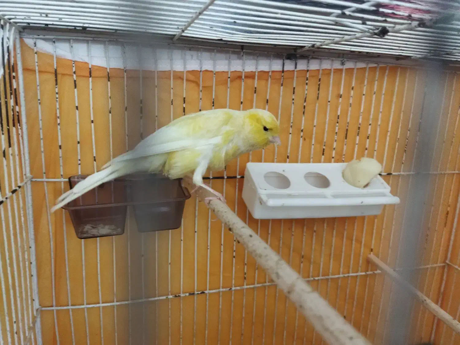 قناری نر حدوداً هفت ماها کشیده بلند|پرنده|فولادشهر, C8|دیوار