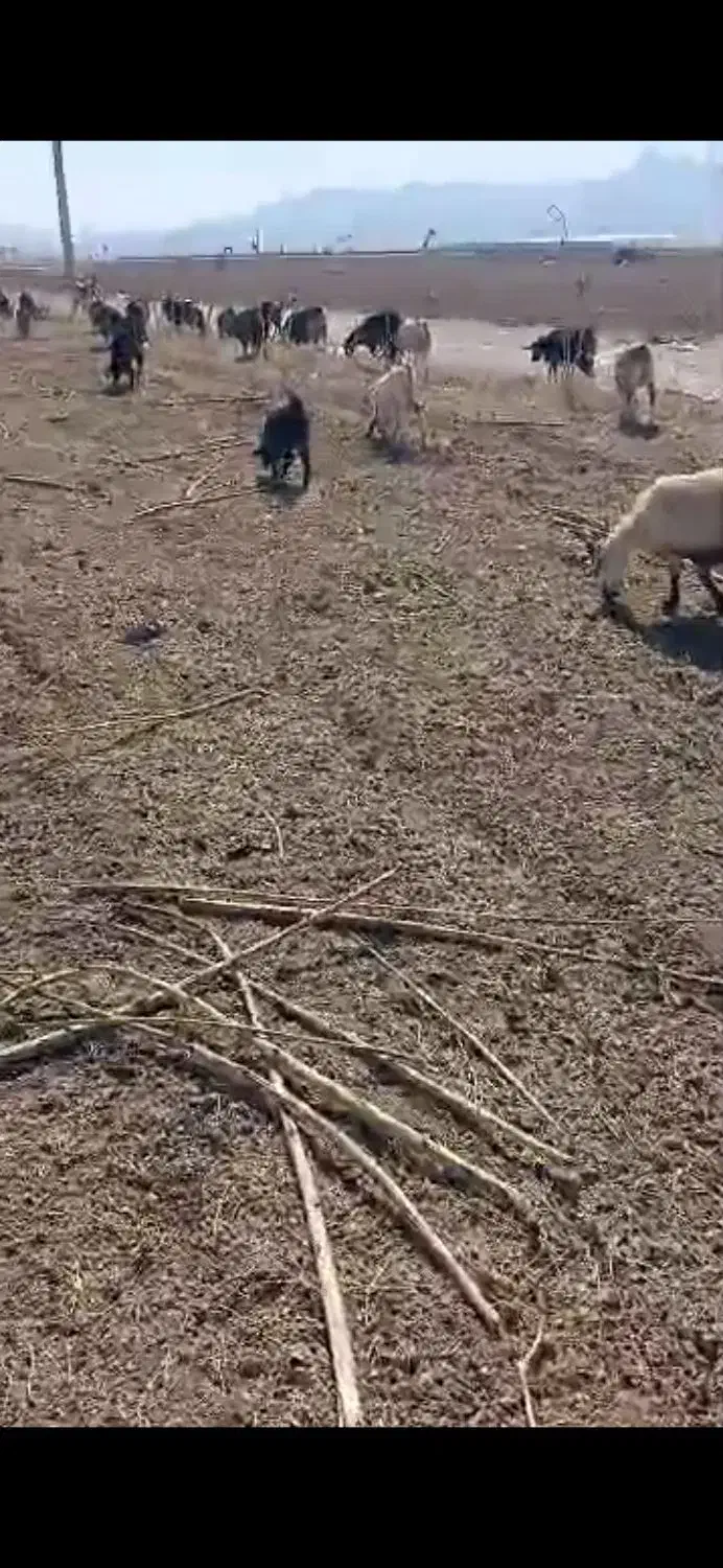 گوسفند داشتی بز|حیوانات مزرعه|سرچهان, |دیوار