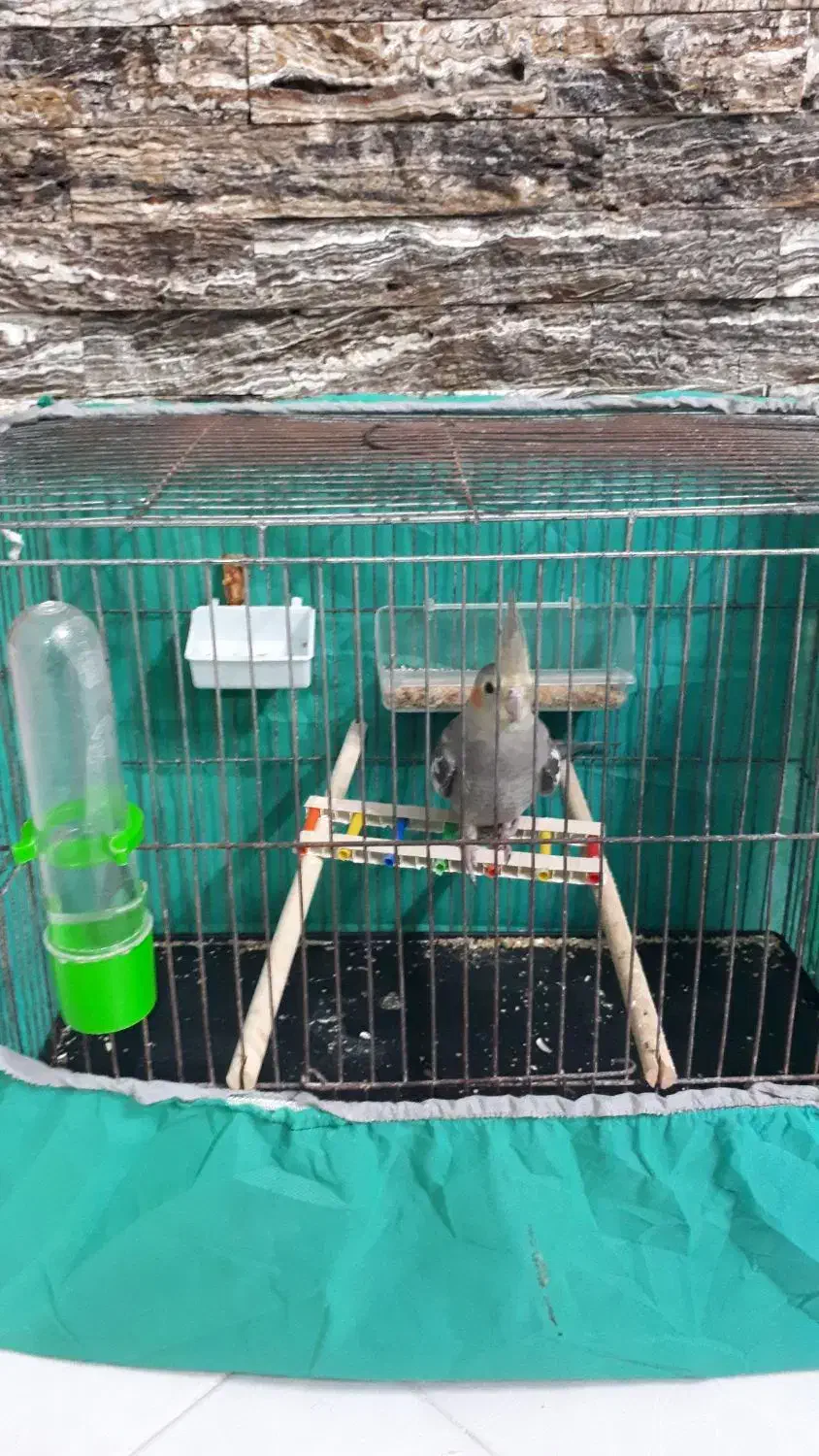 طوطی عروس هلندی با قفس|پرنده|بابل, |دیوار