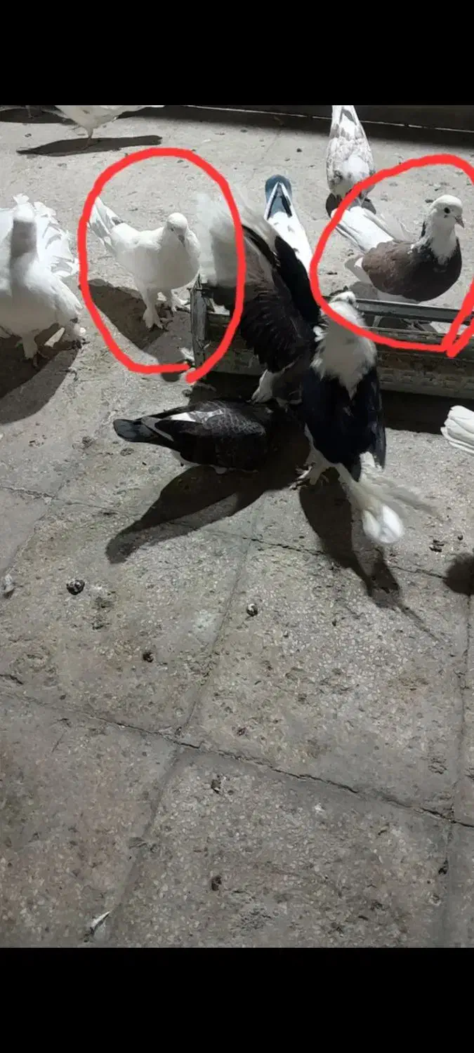 کفتر پرشی|پرنده|تهران, طیب|دیوار