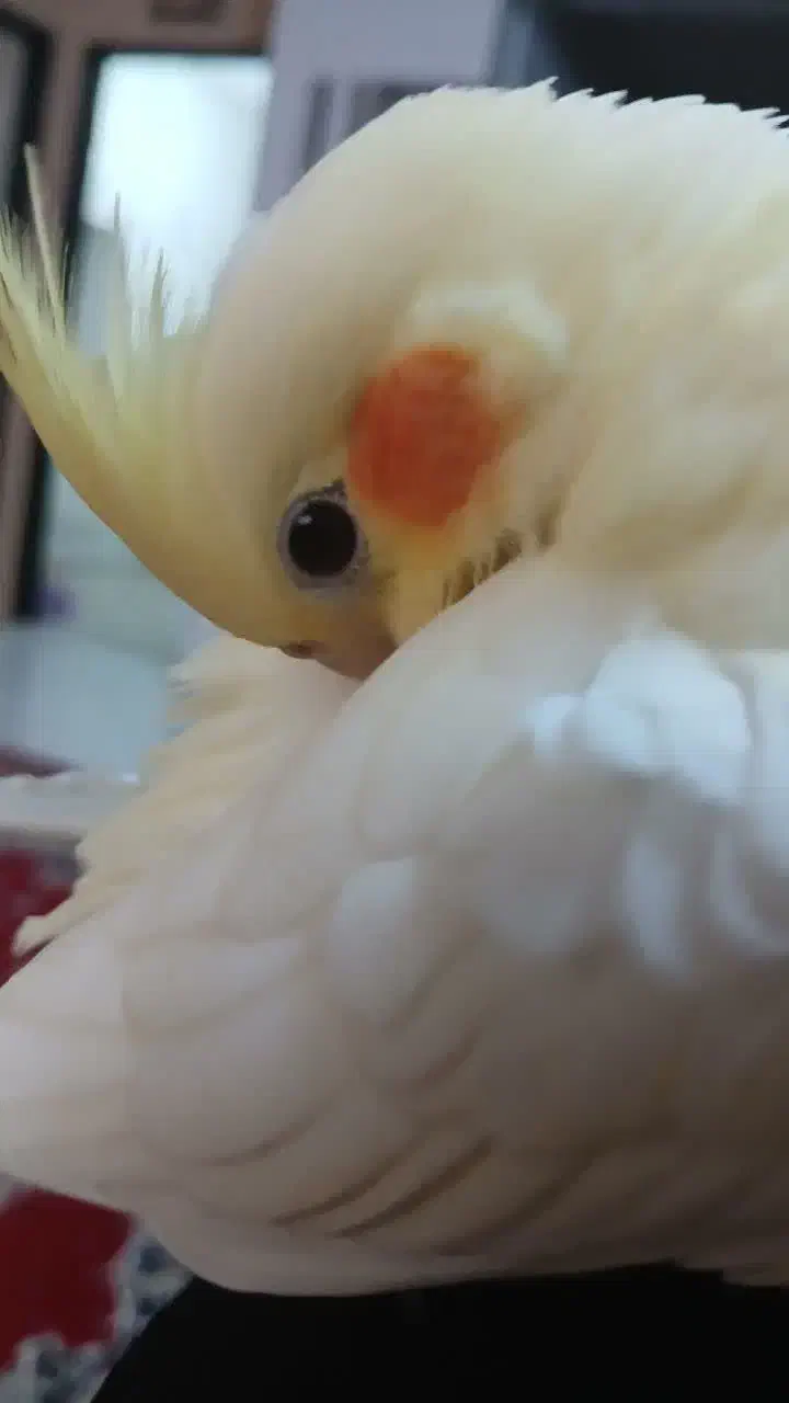 عروس هلندی|پرنده|مشهد, گلشور|دیوار