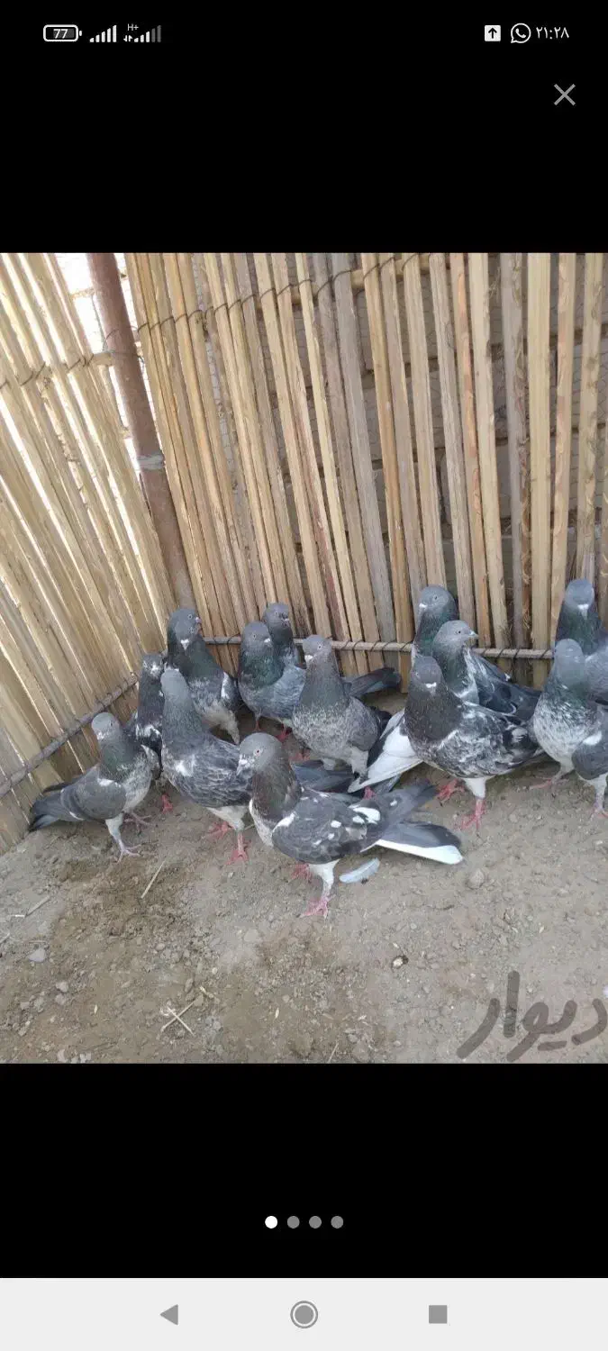 چند جفت کفتر پاکستانی به فروش میرسیم|پرنده|خاش, |دیوار