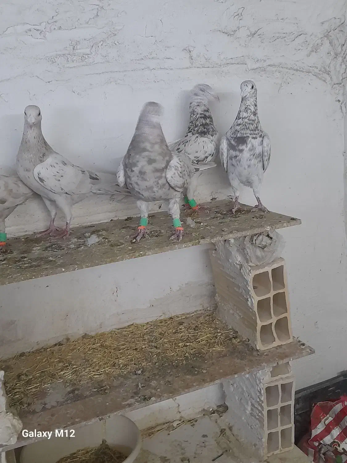 کرم نامور|پرنده|همدان, |دیوار