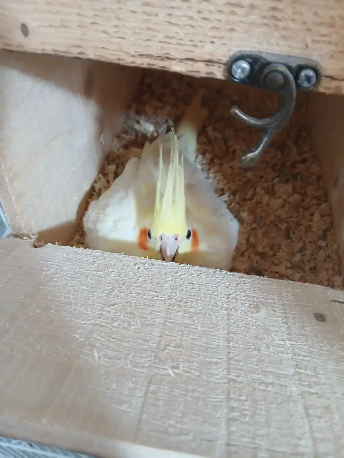 عروس با تخم|پرنده|بندرعباس, |دیوار