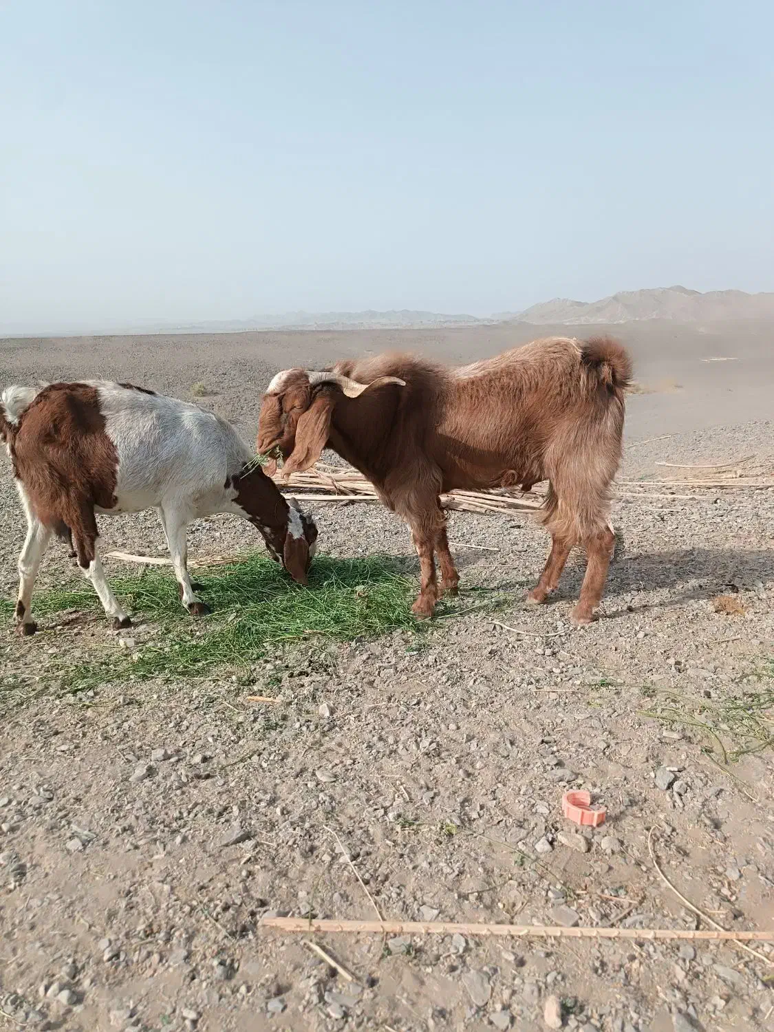 بز نر چاق|حیوانات مزرعه|میرجاوه, |دیوار