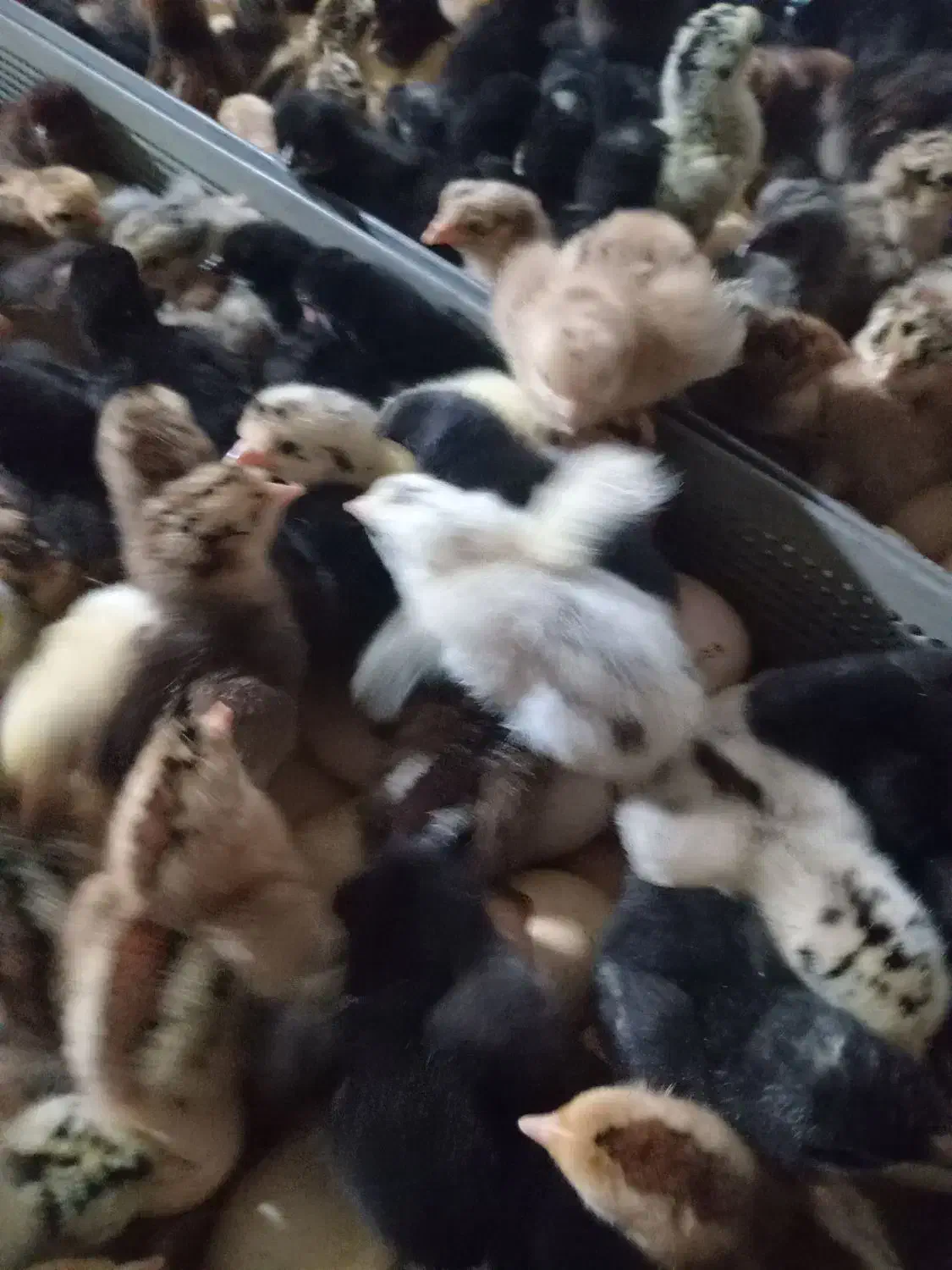 جوجه محلی|حیوانات مزرعه|قم, نخودی|دیوار