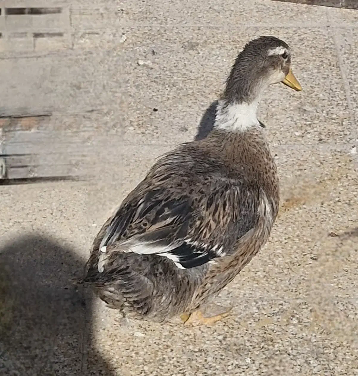 اردک جوان زیبا و سالم|حیوانات مزرعه|خمینیشهر, |دیوار